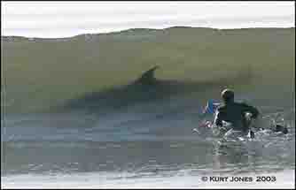 20060117110132-shark-4-.jpg