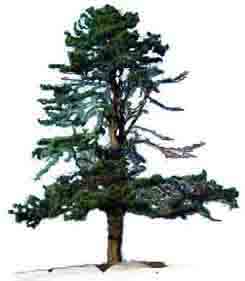 20060125101813-arbol3-copia.jpg