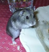 20060130225001-raton-2.jpg