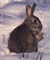 20070128003717-conejo.jpg